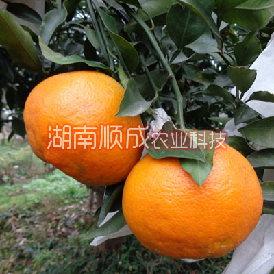 春見雜柑 又名春見、春見桔橙